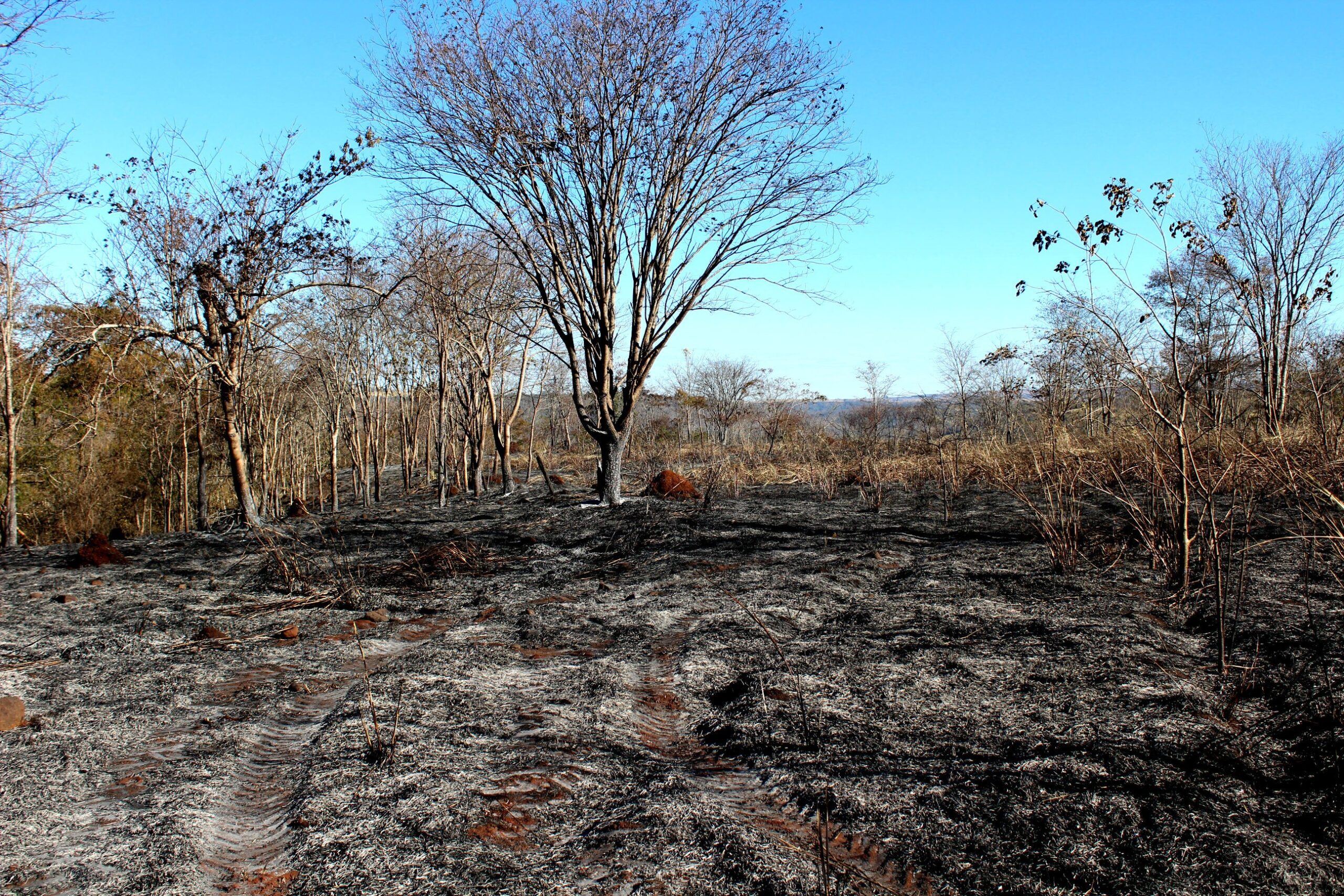 parque-do-pau-furado-ainda-tem-reflexos-do-incendio-que-devastou-parte-da-reserva-em-uberlandia