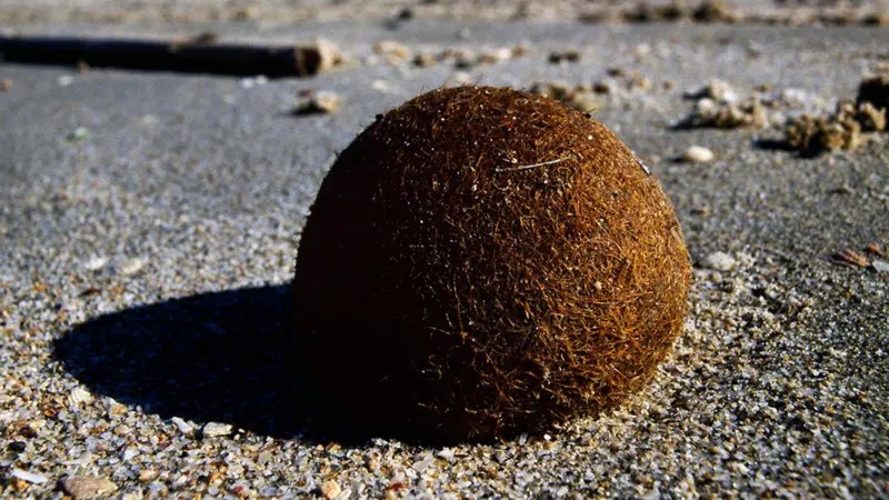 o-que-sao-as-‘bolas-de-netuno’-cheias-de-plastico-que-aparecem-nas-praias?