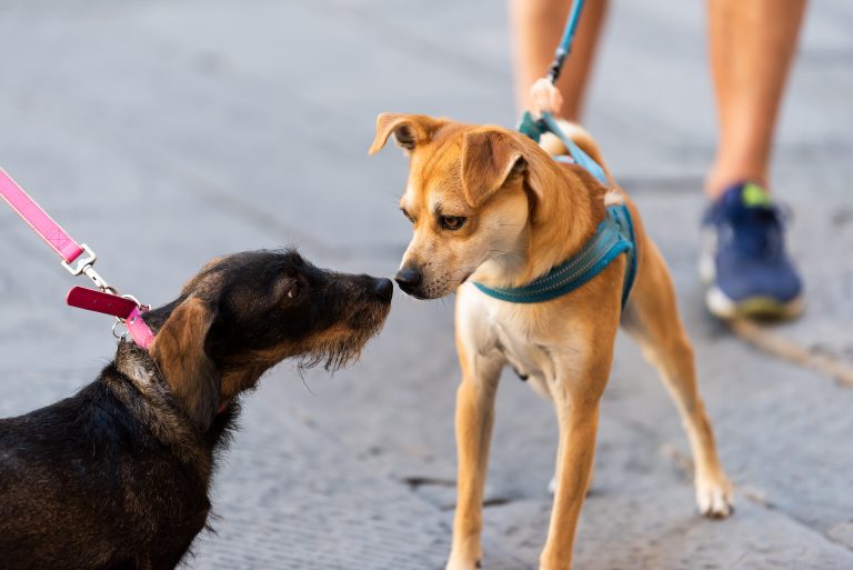 comissao-discute-inclusao-de-vacinas-a-animais-domesticos-no-programa-nacional-de-imunizacoes
