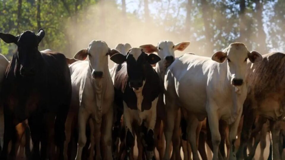 brasil-tem-mais-bois-que-gente:-rebanho-bovino-supera-populacao-em-12%