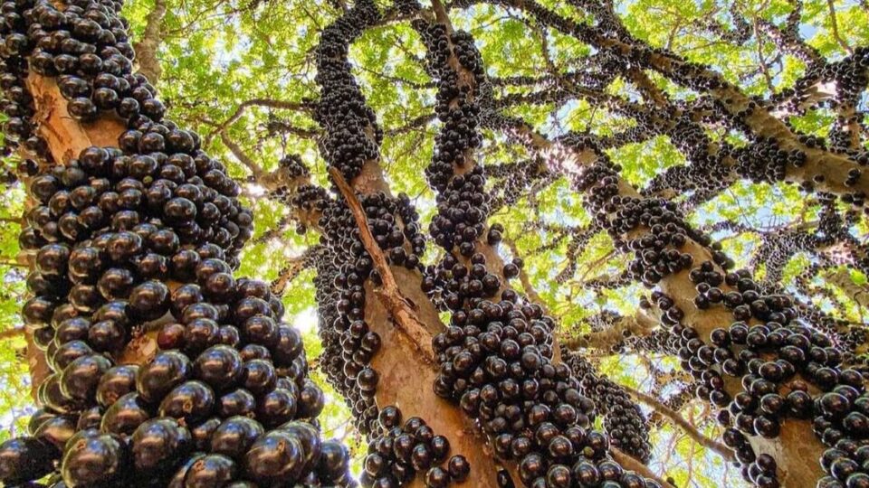 como-a-jabuticaba-deixou-uma-pequena-cidade-brasileira-conhecida-mundialmente