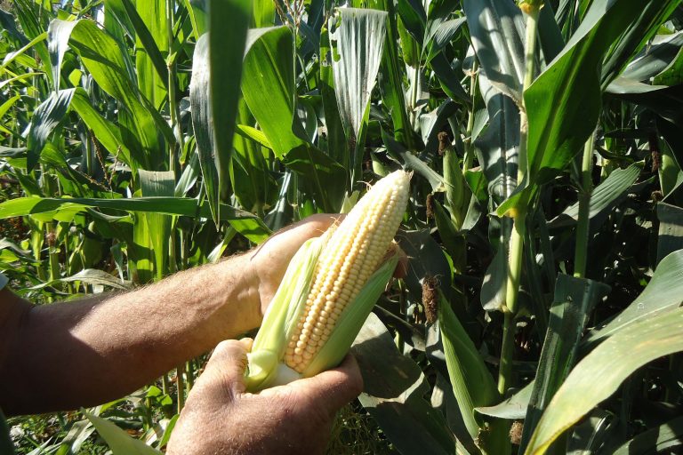 comissao-debate-plano-de-desenvolvimento-para-regiao-conhecida-como-matopiba
