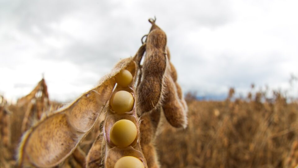 inadimplencia-no-agronegocio-bate-recorde-e-chega-a-8,1%,-segundo-serasa