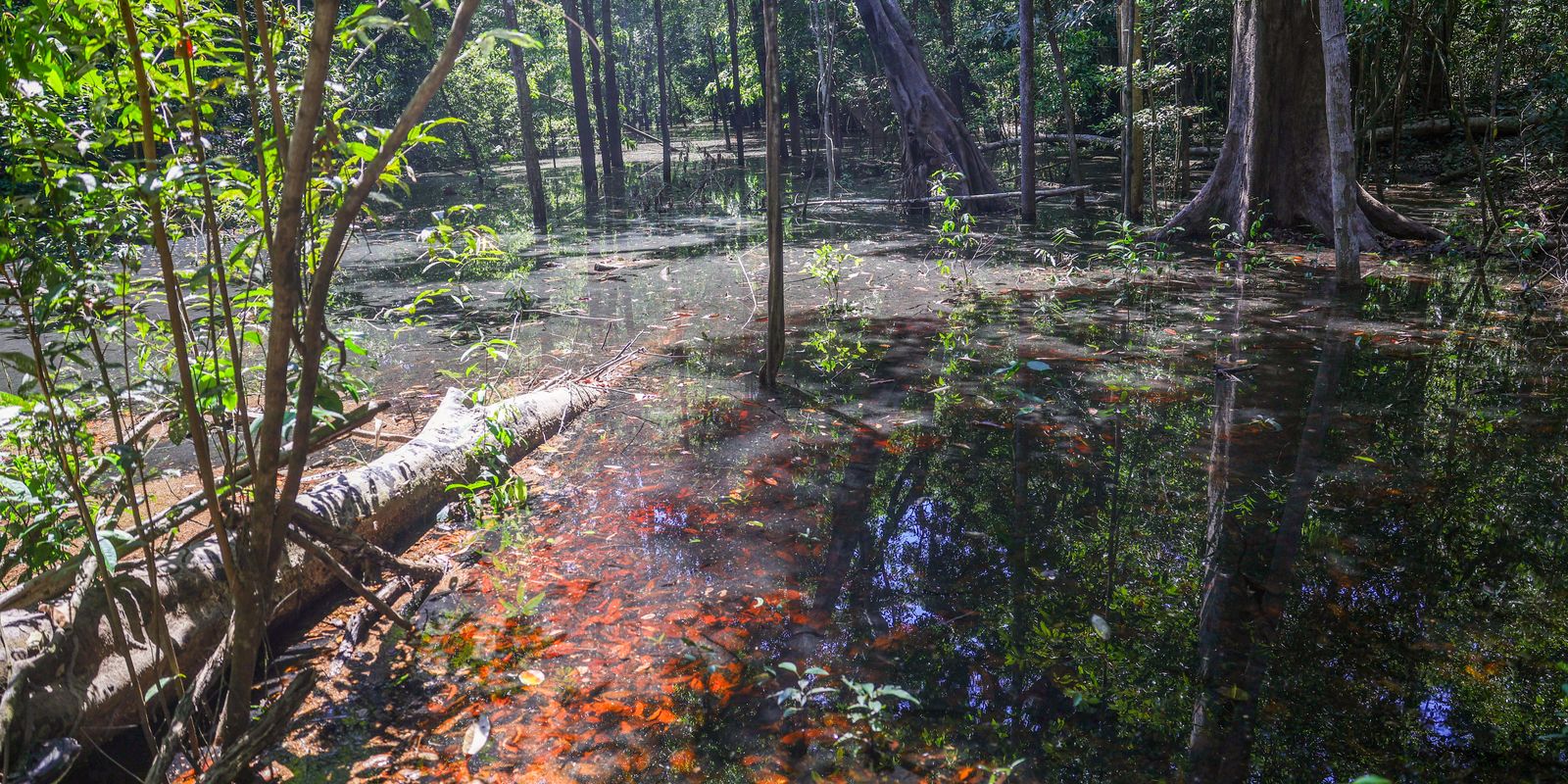 dinossauros-viveram-na-amazonia,-descobrem-pesquisadores-de-roraima