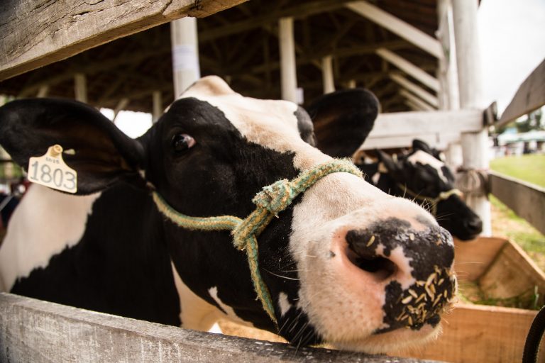 comissao-debate-exportacao-de-animais-vivos-por-via-maritima-e-seus-impactos