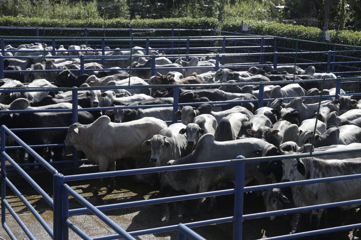 governo-do-acre-atualiza-normas-de-licenciamento-ambiental-para-atividades-agropecuarias