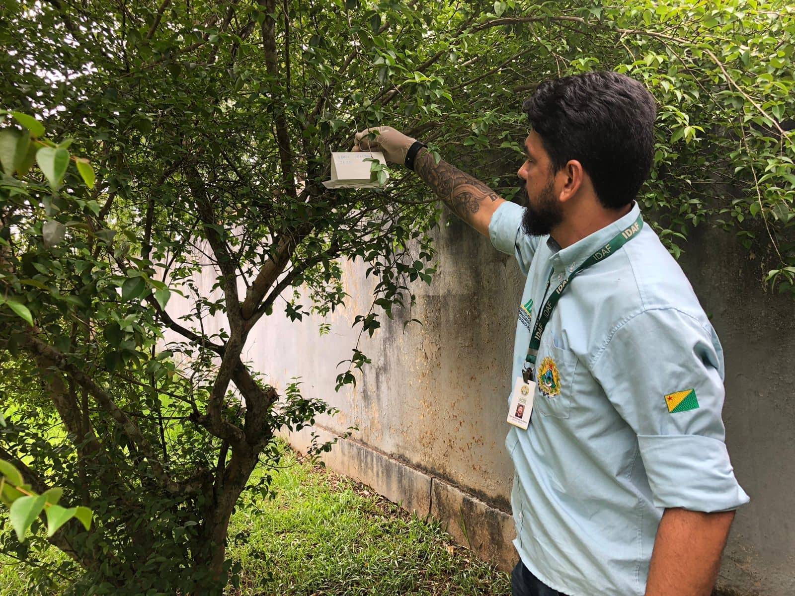 idaf-fortalece-acoes-para-manter-acre-livre-da-praga-mosca-da-carambola