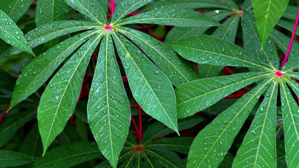 do-desperdicio-ao-lucro:-sobras-da-mandioca-derrubam-custo-da-alimentacao-bovina