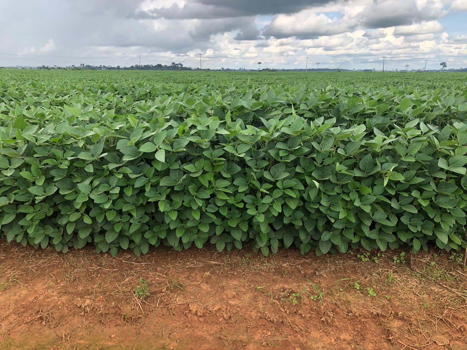 idaf-destaca-importancia-do-cadastro-de-areas-de-soja-para-sanidade-das-lavouras-no-acre