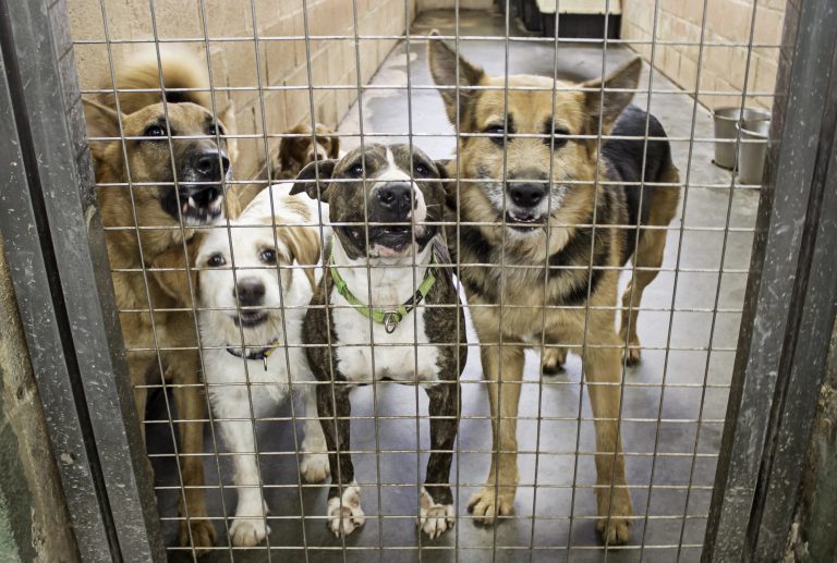 lei-oficializa-julho-dourado-para-promover-saude-animal-e-prevenir-zoonoses