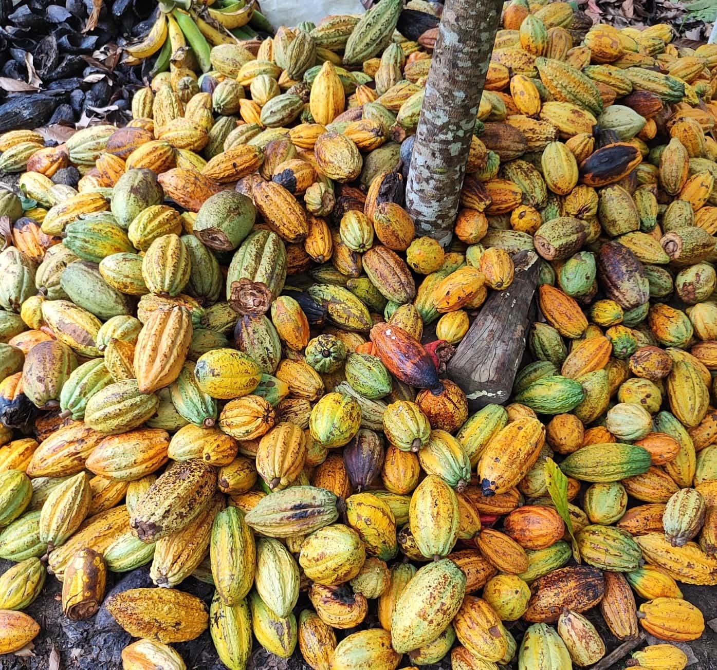 acre-fortalece-combate-a-moniliase-do-cacau-e-do-cupuacu-com-convenio-entre-mapa-e-idaf