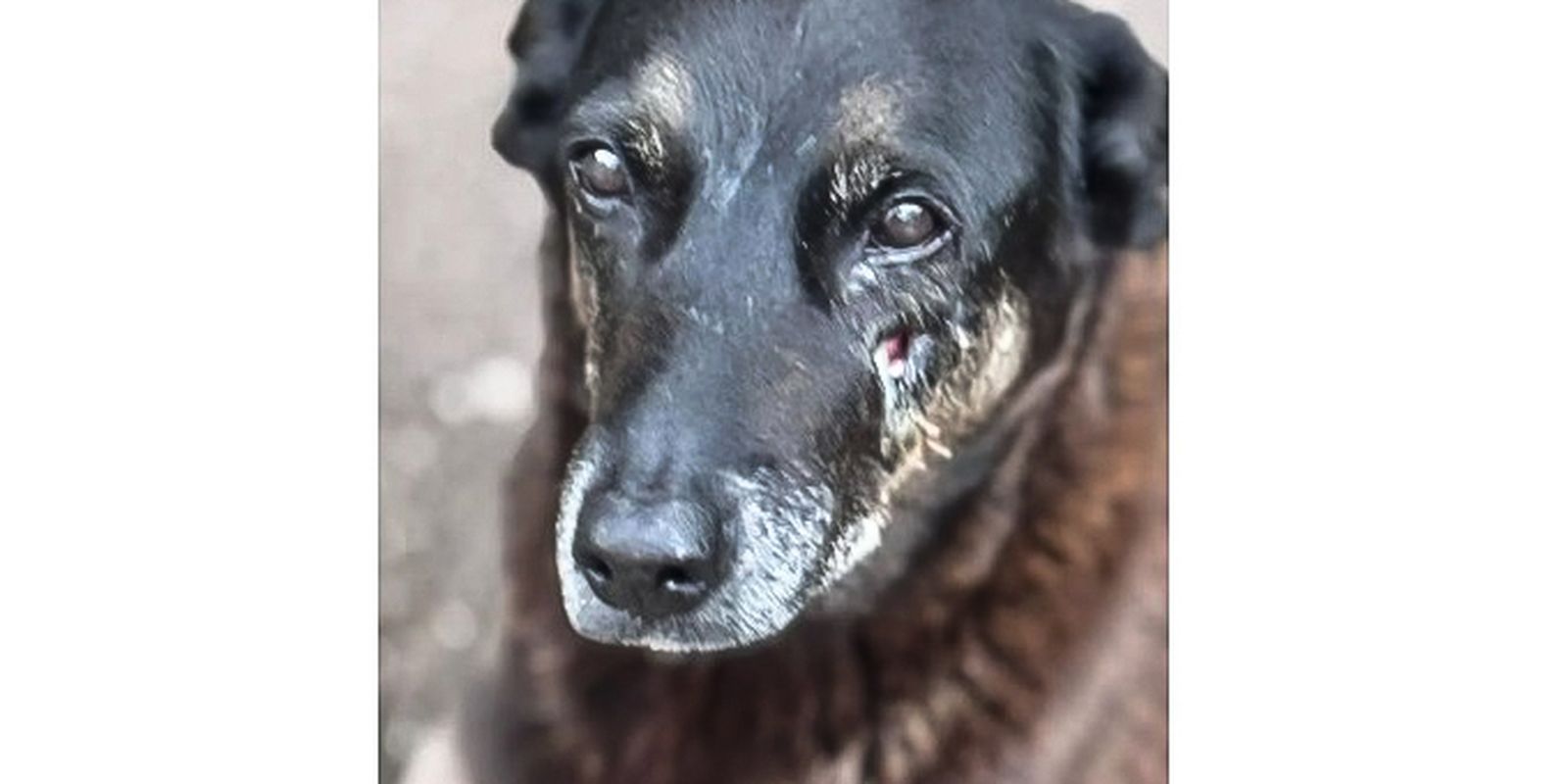 saiba-que-sancoes-podem-ser-aplicadas-a-jovens-que-mataram-cao-orelha