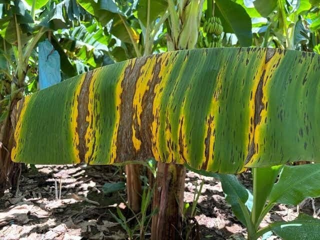 idaf-estabelece-normas-para-controle-da-praga-sigatoka-negra-em-plantacoes-de-banana-no-acre