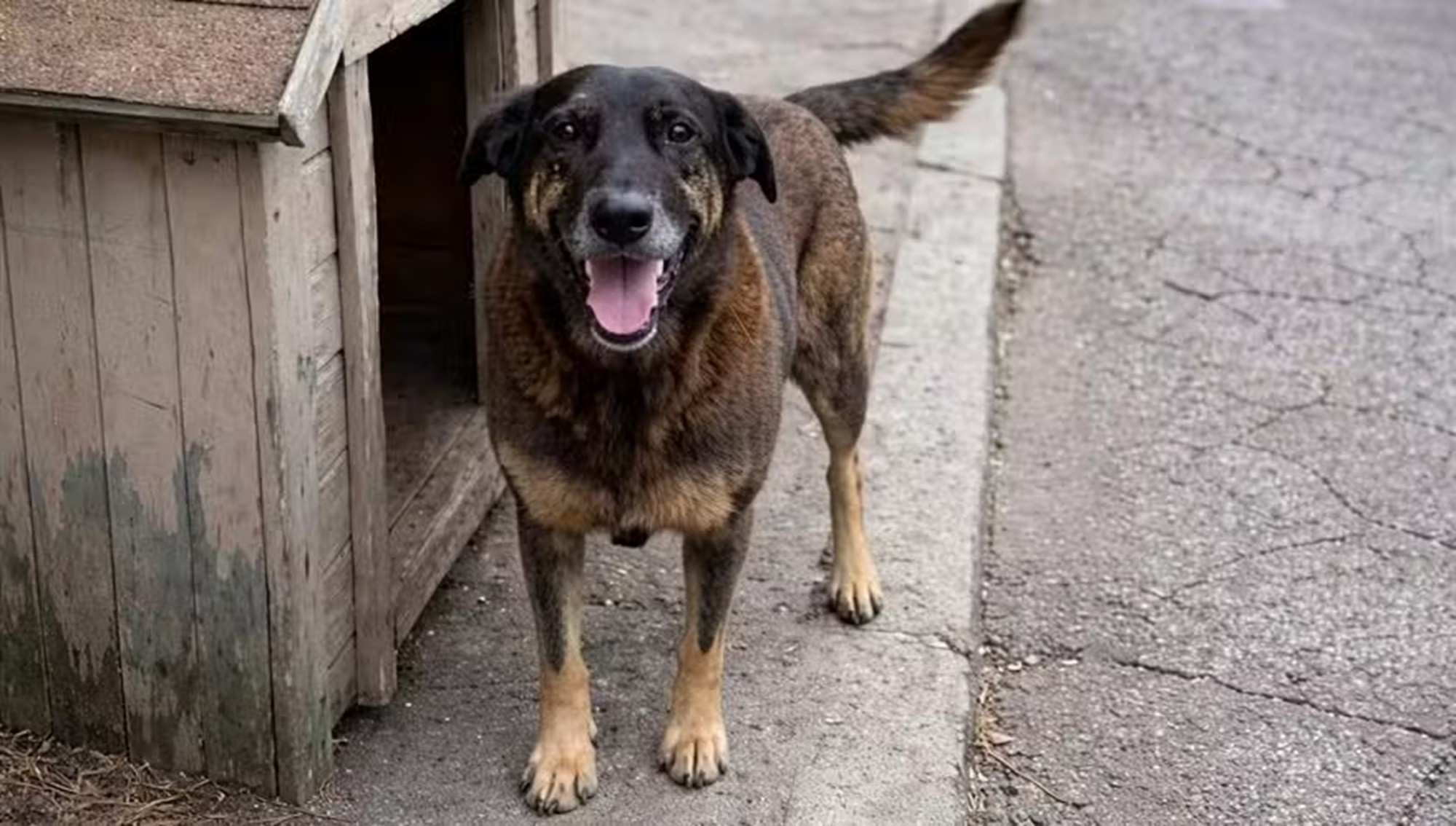 morte-do-cao-orelha-acende-alerta-para-redes-que-lucram-com-a-tortura-animais-na-internet