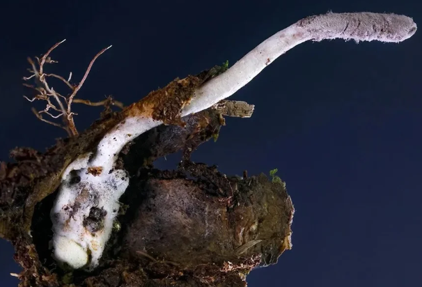 Novo fungo zumbi brasileiro ataca aranhas e entra em ranking mundial