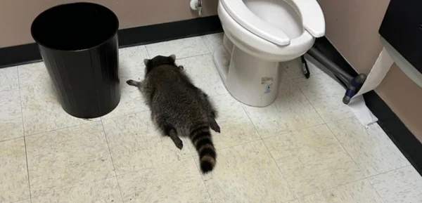 Estudar cérebro de guaxinim pode ajudar a entender inteligência humana