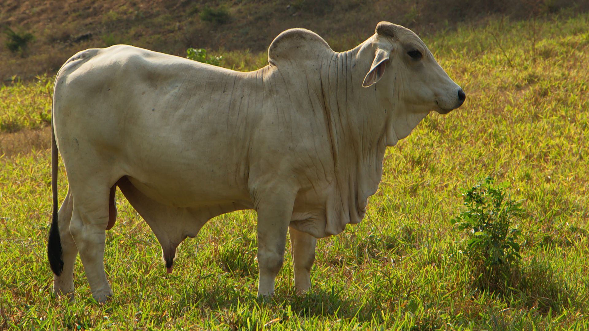 em-16-anos,-carne-e-graos-desafiam-hegemonia-do-extrativismo-e-redesenham-a-economia-acreana