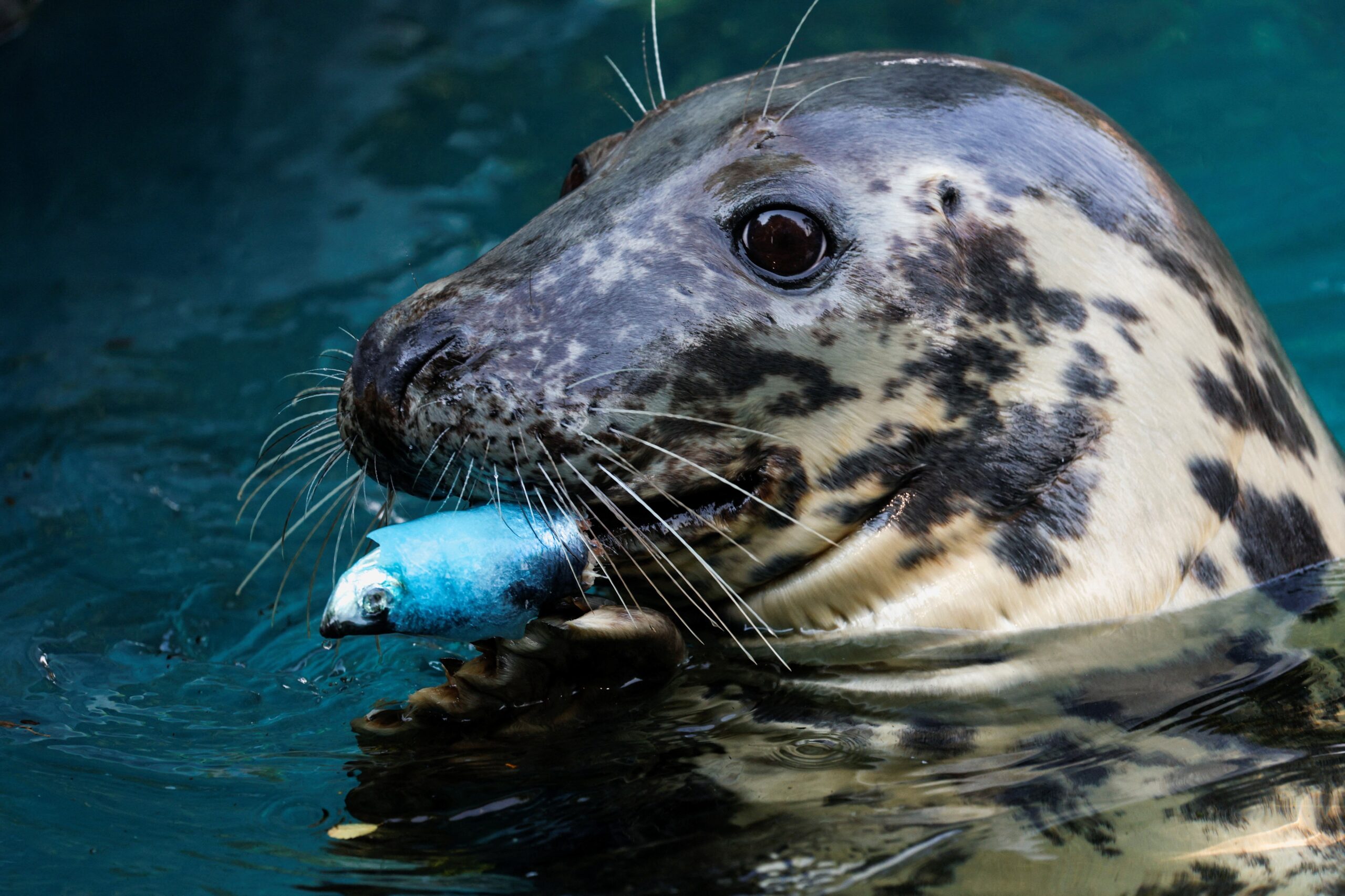 e-#fake-video-de-foca-saindo-do-mar-e-arrastando-cachorro-para-dentro-da-agua;-cena-foi-feita-com-inteligencia-artificial