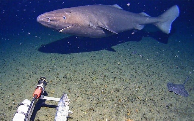 Tubarões são flagrados em águas da Antártida