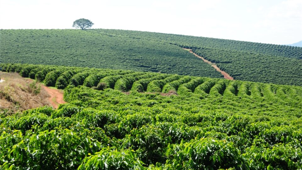 minas-deve-produzir-quase-metade-do-cafe-do-brasil-em-2026