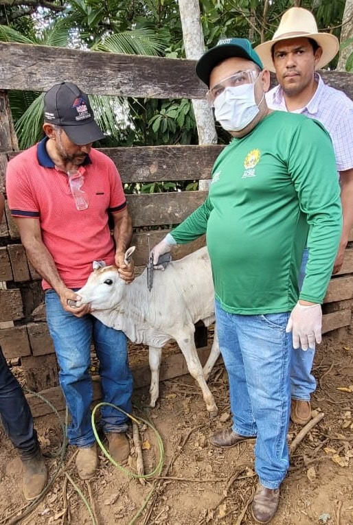 acre-atinge-94,2%-de-cobertura-e-vira-destaque-nacional-na-vacinacao-contra-a-brucelose