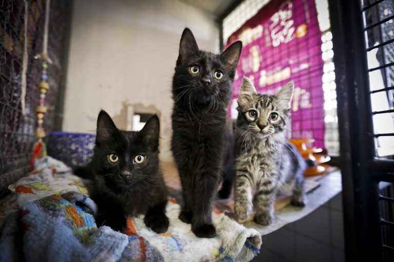 comissao-de-meio-ambiente-lanca-relatorio-sobre-impacto-da-causa-animal;-participe