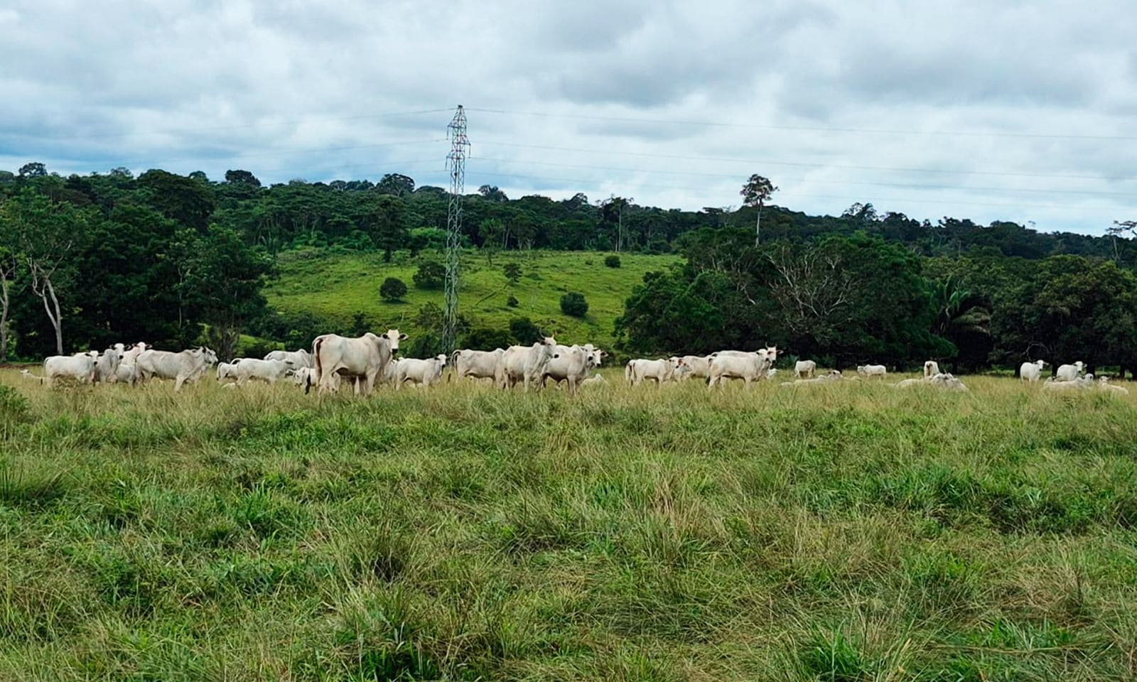programa-pecuaria-mais-eficiente-fortalece-a-pecuaria-sustentavel-no-acre