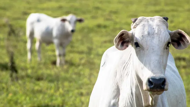 valorizacao-da-arroba-bovina-impulsiona-expectativa-de-recorde-na-expozebu