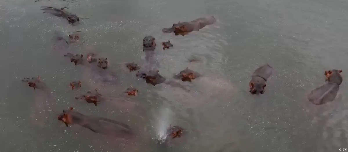 magnata-indiano-quer-impedir-a-morte-de-80-hipopotamos-de-pablo-escobar-na-colombia