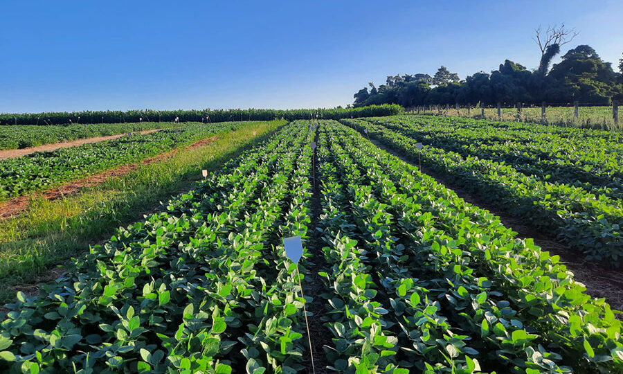 como-dejetos-de-porcos-podem-substituir-fertilizantes-importados-no-brasil?