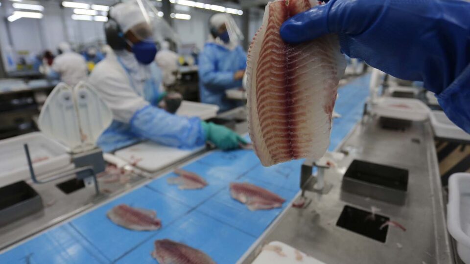 pressionada-por-produtores,-comissao-adia-decisao-de-classificar-tilapia-como-invasora