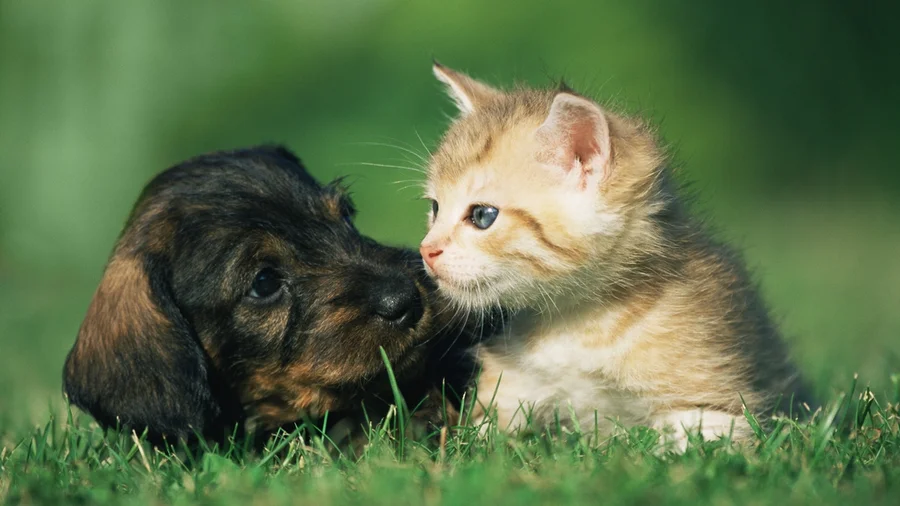 Socialização entre cão e gato é decisiva para comportamento de pets