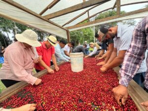 QualiCafé 2026 destaca produção de cafés especiais e pequenos produtores do Acre
