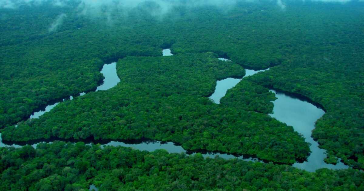 Vista aérea de rios e floresta na Amazônia