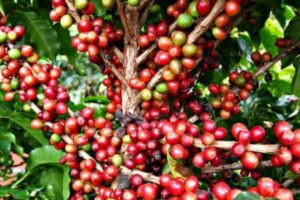 Cadeia do café no Acre recebe previsão de R$ 50 mil em parceria com instituto